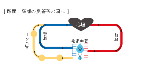 顔面・頸部の脈管系の流れ図